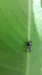 Pachyrhynchus moniliferus