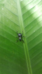 Pachyrhynchus moniliferus