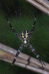 Argiope modesta