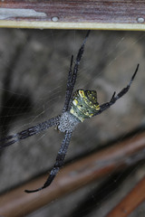Argiope modesta