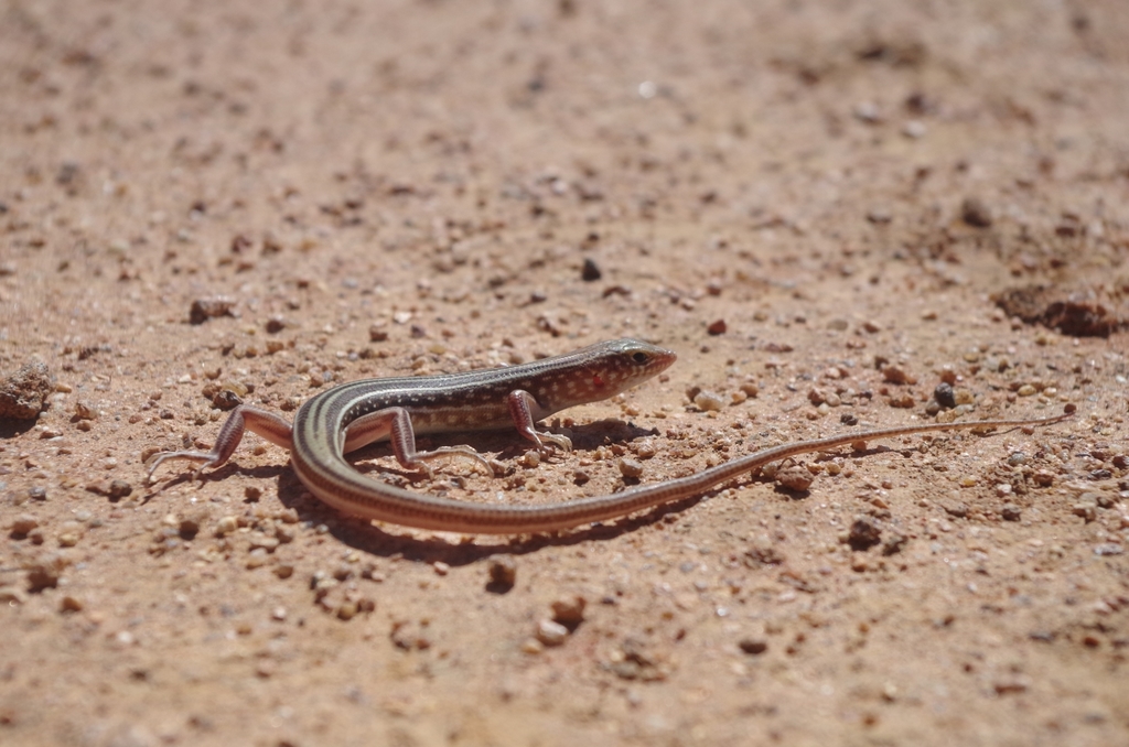 Leonhardi's Ctenotus