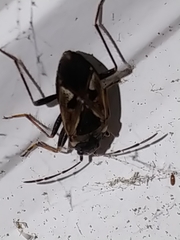 Rhyparochromus vulgaris