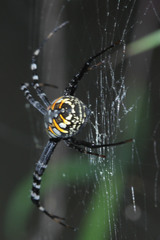 Argiope catenulata