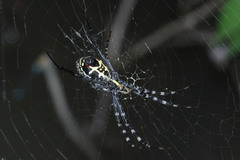 Argiope catenulata
