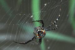 Argiope catenulata