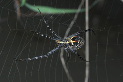 Argiope catenulata