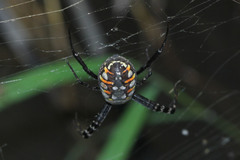 Argiope catenulata