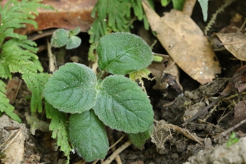 Obtuse Didymostigma (Didymostigma obtusum)