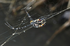 Argiope catenulata