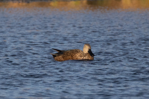 Cape Shoveler (Spatula smithii)
