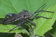 Anoplocnemis phasianus