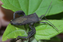 Anoplocnemis phasianus