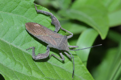 Anoplocnemis phasianus