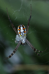 Argiope catenulata