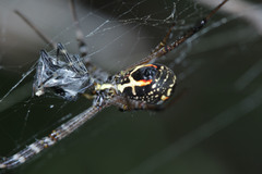 Argiope catenulata