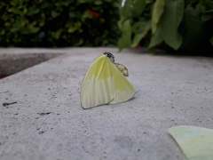 Aphrissa statira statira