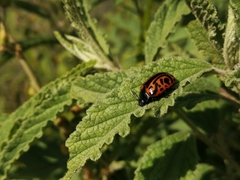 Calligrapha mexicana