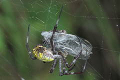 Argiope appensa