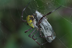 Argiope appensa