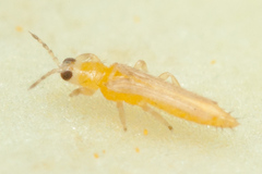 Frankliniella
