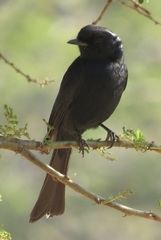 Melaenornis pammelaina ater