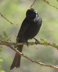 Melaenornis pammelaina ater