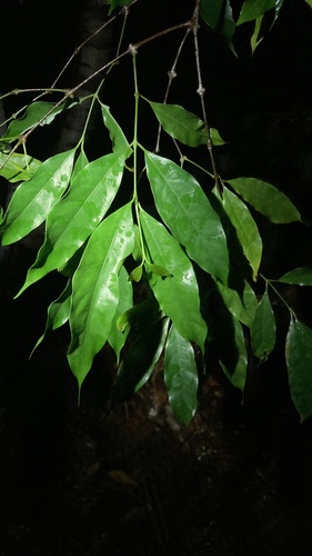 Gnetum costatum