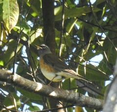 Turdus obscurus