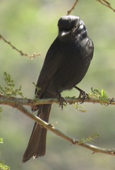Melaenornis pammelaina ater