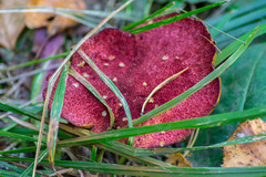 Suillus asiaticus