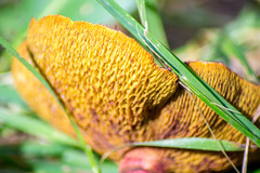 Suillus asiaticus