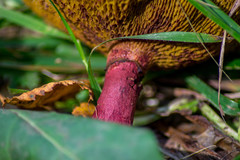 Suillus asiaticus