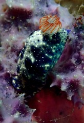 Hypselodoris saintvincentius