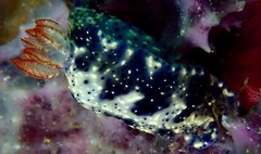 Hypselodoris saintvincentius