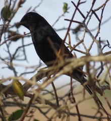 Melaenornis pammelaina ater