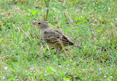 Mirafra assamica