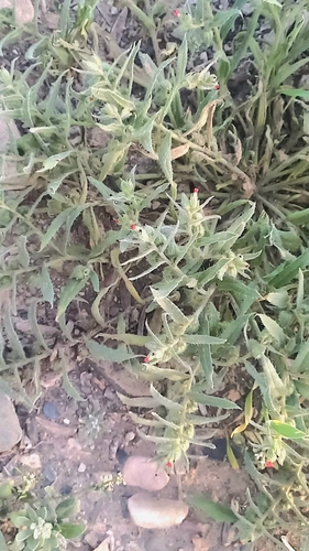 Nonea caspica