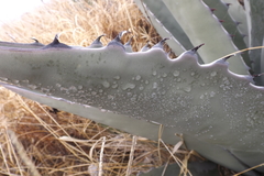 Agave asperrima