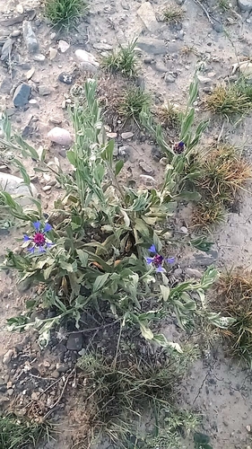 Iranian Knapweed