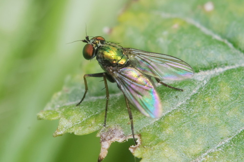 Dolichopus campestris