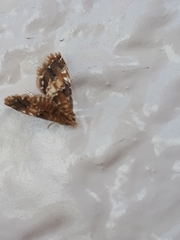 Elophila turbata