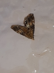 Elophila turbata