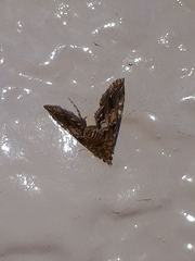 Elophila turbata