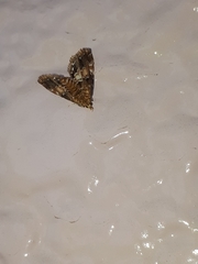 Elophila turbata