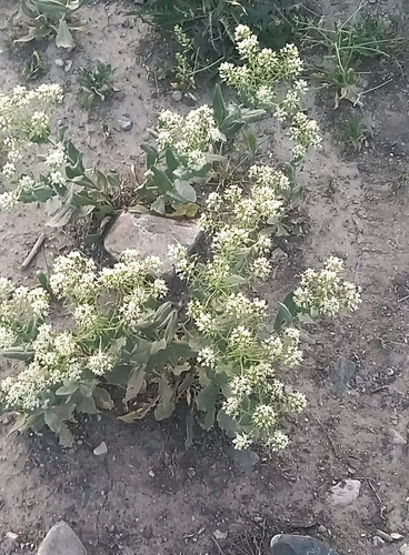 Heart-podded Hoary Cress