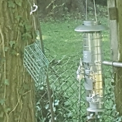 Sitta carolinensis