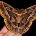 Cincta Silk Moth - Photo (c) Ricardo Arredondo T., some rights reserved (CC BY-NC), uploaded by Ricardo Arredondo T.