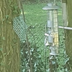 Sitta carolinensis