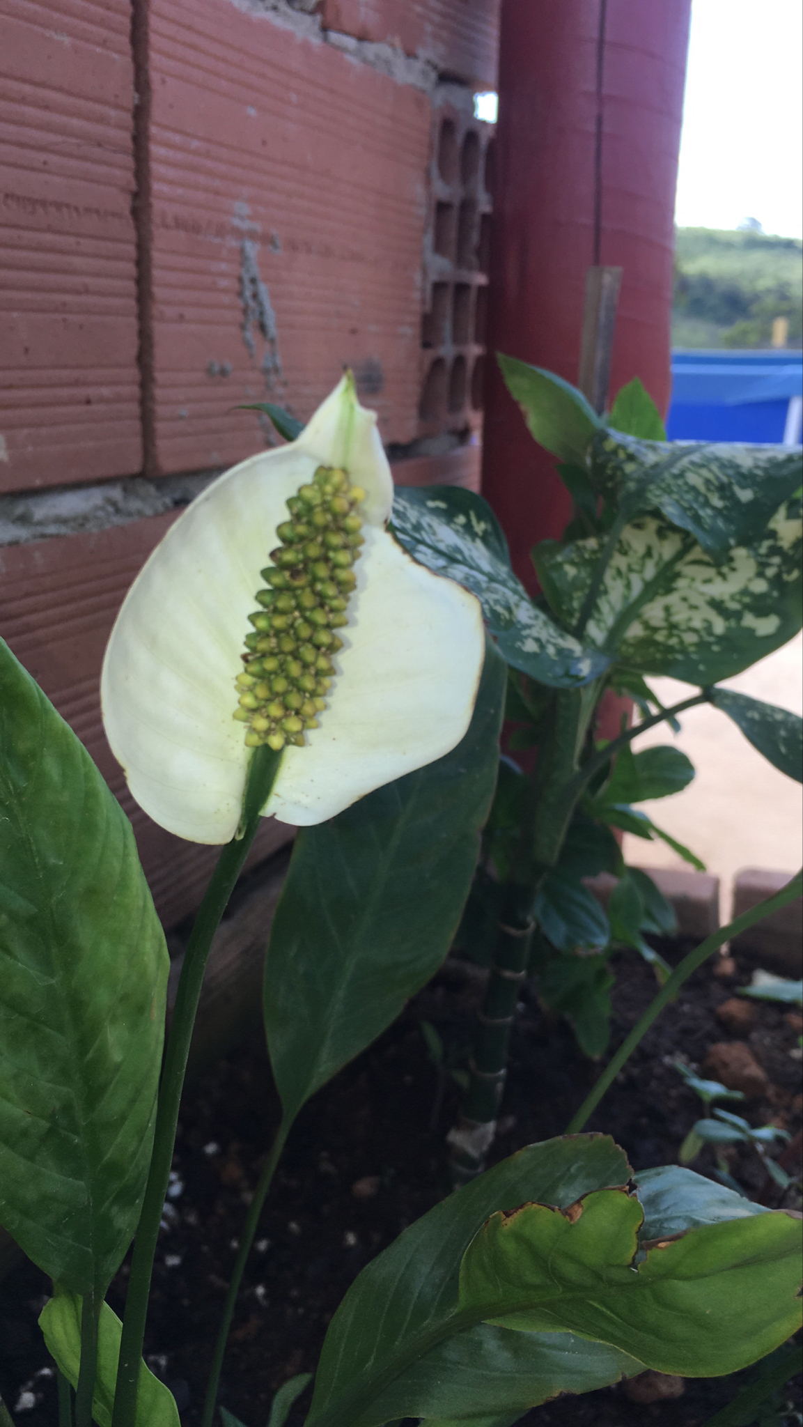 Spathiphyllum wallisii