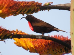 Chalcomitra senegalensis gutturalis